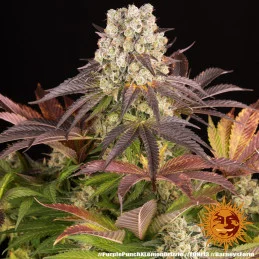 Purple Punch x Lemon Drizzle - Barney's Farm - Feminizovaná semena - WWW.SEEDS-BANK.CZ