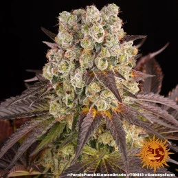 Purple Punch x Lemon Drizzle - Barney's Farm - Feminizovaná semena - WWW.SEEDS-BANK.CZ