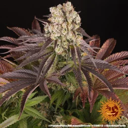 Purple Punch x Lemon Drizzle - Barney's Farm - Feminizovaná semena - WWW.SEEDS-BANK.CZ