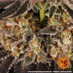 Purple Punch x Lemon Drizzle - Barney's Farm - Feminizovaná semena - WWW.SEEDS-BANK.CZ