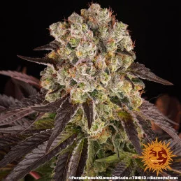 Purple Punch x Lemon Drizzle - Barney's Farm - Feminizovaná semena - WWW.SEEDS-BANK.CZ