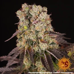Purple Punch x Lemon Drizzle - Barney's Farm - Feminizovaná semena - WWW.SEEDS-BANK.CZ