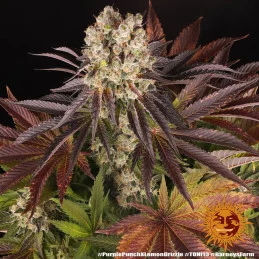 Purple Punch x Lemon Drizzle - Barney's Farm - Feminizovaná semena - WWW.SEEDS-BANK.CZ