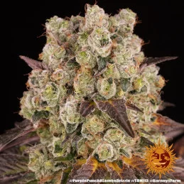 Purple Punch x Lemon Drizzle - Barney's Farm - Feminizovaná semena - WWW.SEEDS-BANK.CZ