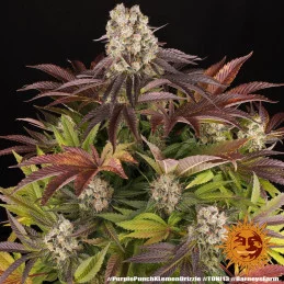 Purple Punch x Lemon Drizzle - Barney's Farm - Feminizovaná semena - WWW.SEEDS-BANK.CZ