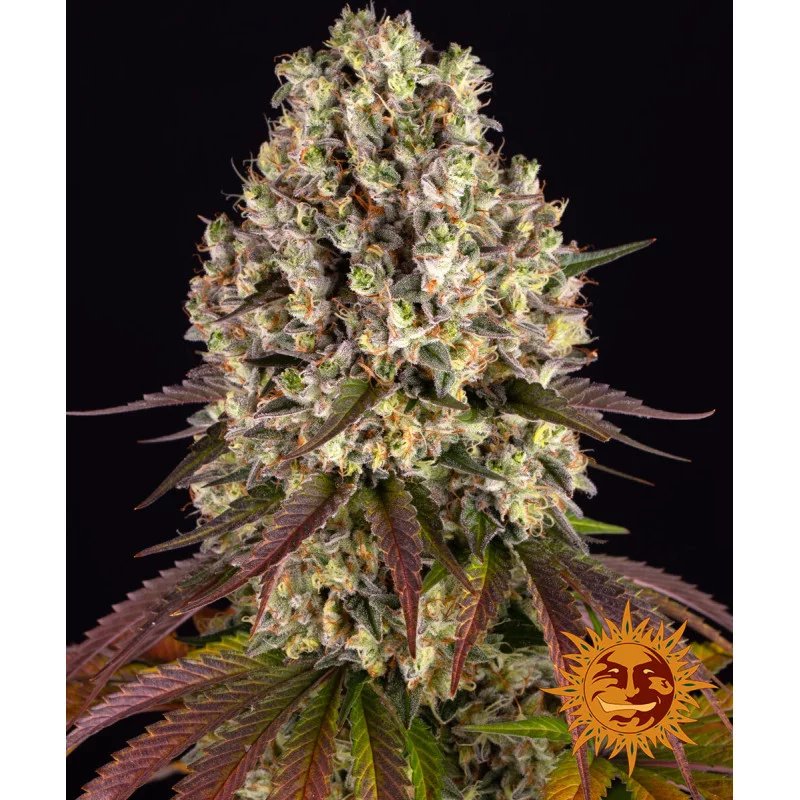 Sour Diesel - Barney's Farm - Feminizovaná semena - WWW.SEEDS-BANK.CZ