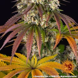 Sour Diesel - Barney's Farm - Feminizovaná semena - WWW.SEEDS-BANK.CZ
