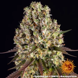 Sour Diesel - Barney's Farm - Feminizovaná semena - WWW.SEEDS-BANK.CZ