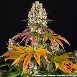 Sour Diesel - Barney's Farm - Feminizovaná semena - WWW.SEEDS-BANK.CZ