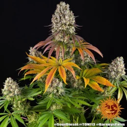 Sour Diesel - Barney's Farm - Feminizovaná semena - WWW.SEEDS-BANK.CZ