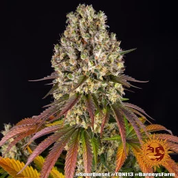 Sour Diesel - Barney's Farm - Feminizovaná semena - WWW.SEEDS-BANK.CZ
