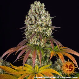 Sour Diesel - Barney's Farm - Feminizovaná semena - WWW.SEEDS-BANK.CZ