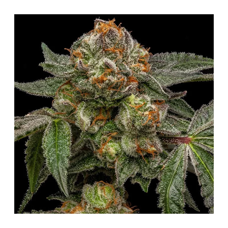 Zake - Ripper Seeds - Feminizovaná semena - květ
