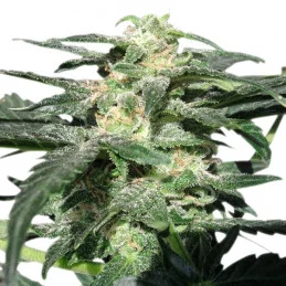 Royal Haze Automatic - Royal Queen Seeds - samokvetoucí semena marihuany