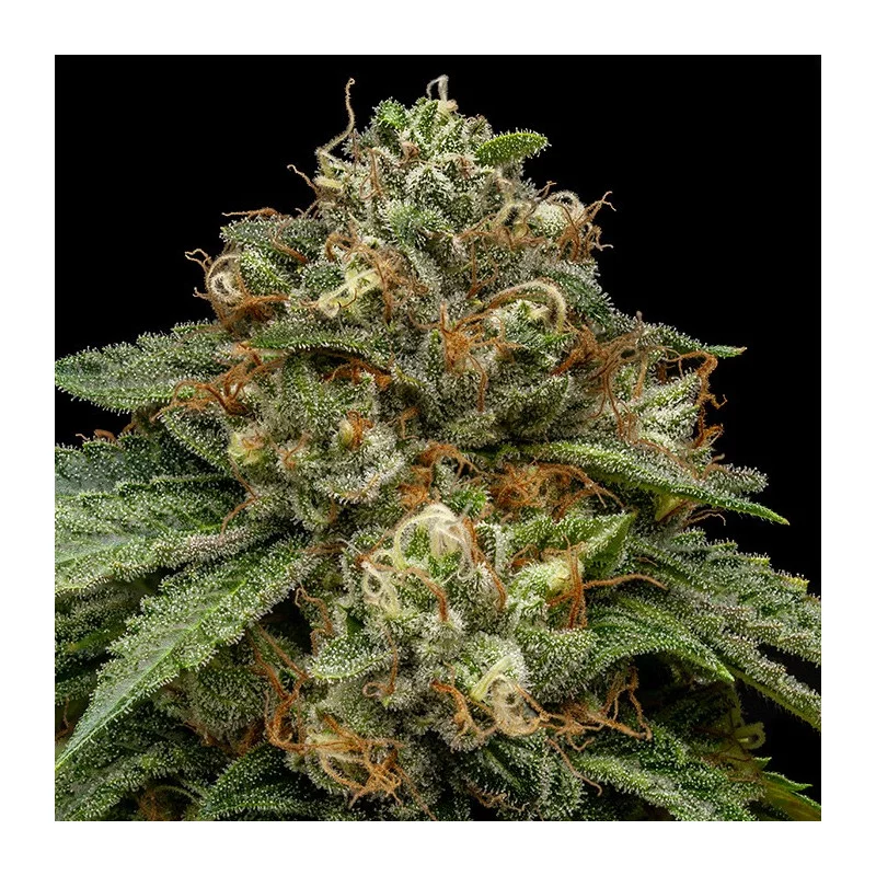 Kroma - Ripper Seeds - Feminizovaná semena - květ