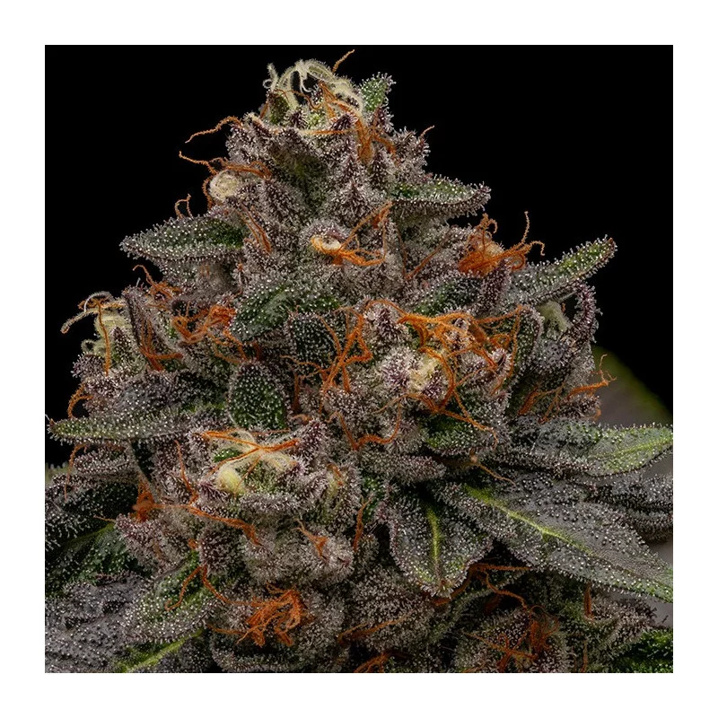 Korenji - Ripper Seeds - Feminizovaná semena - WWW.SEEDS-BANK.CZ