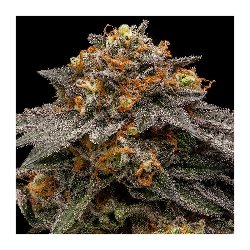 Shimo - Ripper Seeds - Feminizovaná semena - květ
