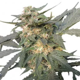 Royal Haze Automatic - Royal Queen Seeds - samokvetoucí semena marihuany