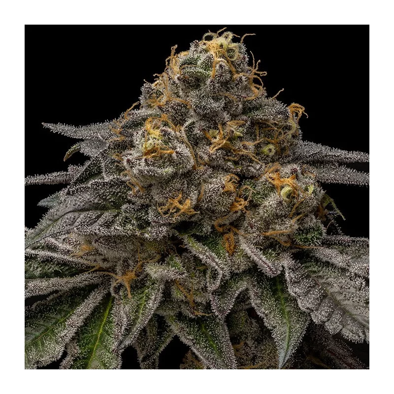 Break Pad Breath - Ripper Seeds - Feminizovaná semena - květ