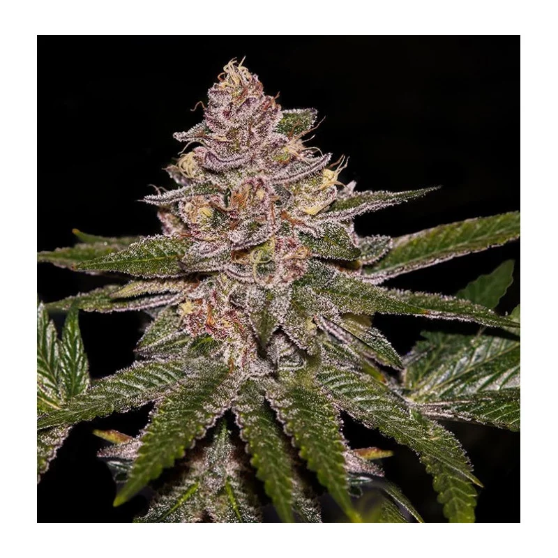 RADICAL JUICE - Ripper Seeds - Feminizovaná semena - květ