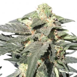 Royal Haze Automatic - Royal Queen Seeds - samokvetoucí semena marihuany