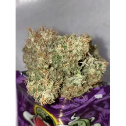 Zombie Kush - Ripper Seeds - Feminizovaná semena - WWW.SEEDS-BANK.CZ
