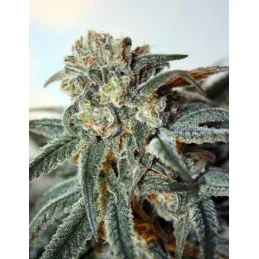 Zombie Kush - Ripper Seeds - Feminizovaná semena - WWW.SEEDS-BANK.CZ