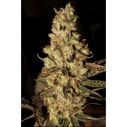 Zombie Kush - Ripper Seeds - Feminizovaná semena - WWW.SEEDS-BANK.CZ