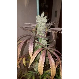 Zombie Kush - Ripper Seeds - Feminizovaná semena - WWW.SEEDS-BANK.CZ