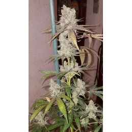 Zombie Kush - Ripper Seeds - Feminizovaná semena - WWW.SEEDS-BANK.CZ