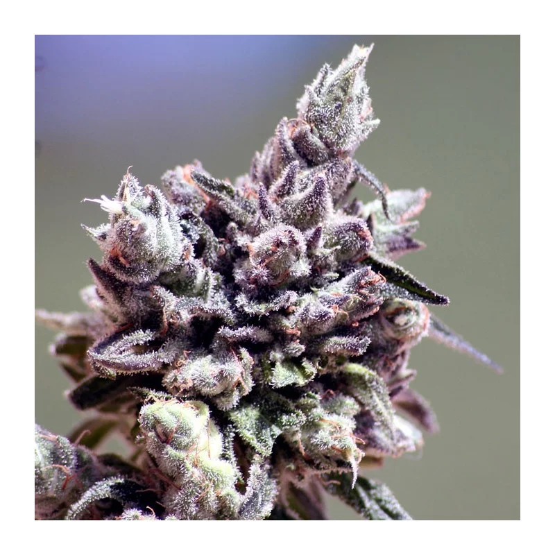 WASHING MACHINE - Ripper Seeds - Feminizovaná semena -  květ venku