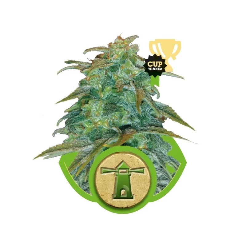 Royal Haze Automatic - Royal Queen Seeds - samokvetoucí semena marihuany