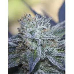 WASHING MACHINE - Ripper Seeds - Feminizovaná semena - květ