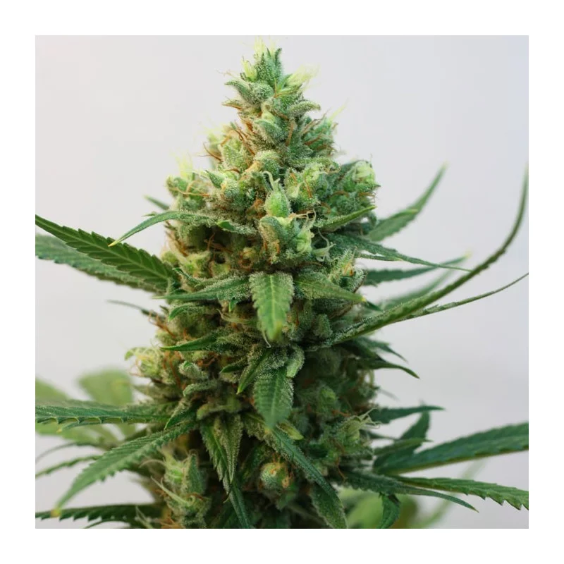 TOXIC - Ripper Seeds - Feminizovaná semena - palice