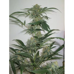 TOXIC - Ripper Seeds - Feminizovaná semena - rostlina