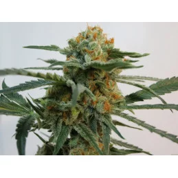 TOXIC - Ripper Seeds - Feminizovaná semena - WWW.SEEDS-BANK.CZ