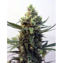 TOXIC - Ripper Seeds - Feminizovaná semena - WWW.SEEDS-BANK.CZ