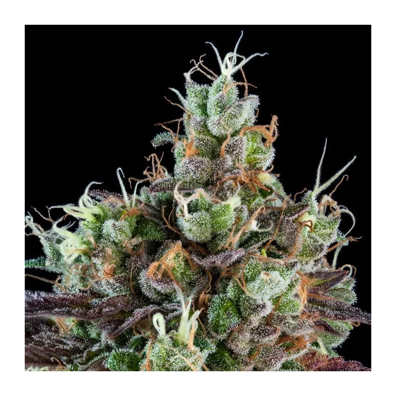 Sour Ripper - Ripper Seeds - Feminizovaná semena - detail květu
