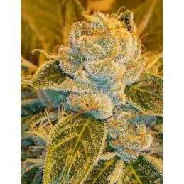 Sour Ripper - Ripper Seeds - Feminizovaná semena - detail terpenů