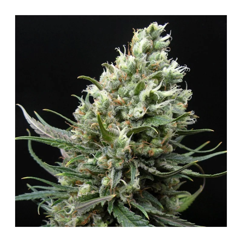 Ripper Haze - Ripper Seeds - Feminizovaná semena - květ