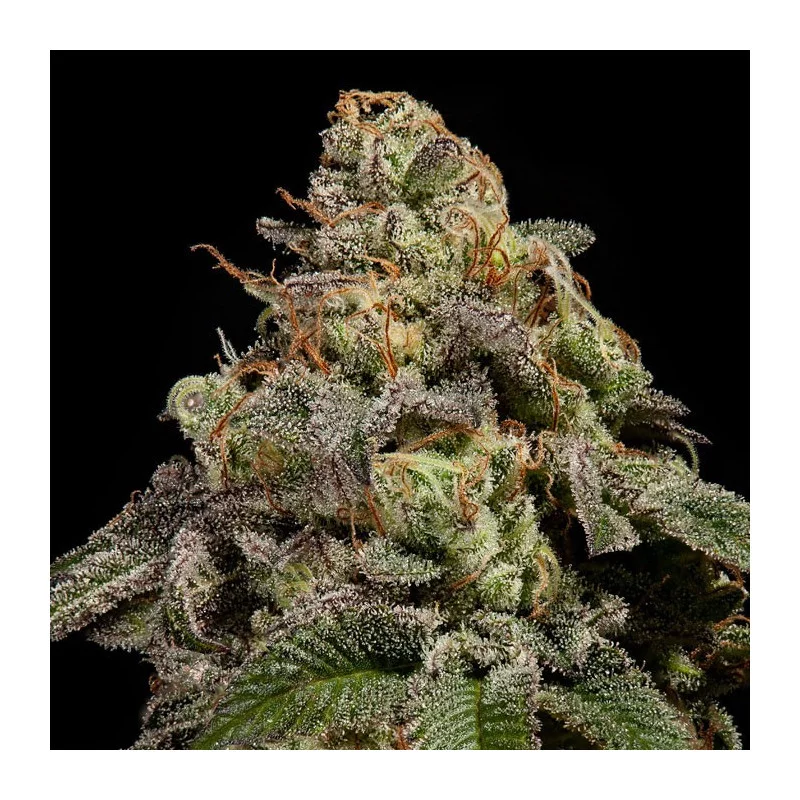 OMG - Ripper Seeds - Feminizovaná semena - květ