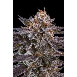 OMG - Ripper Seeds - Feminizovaná semena - palice