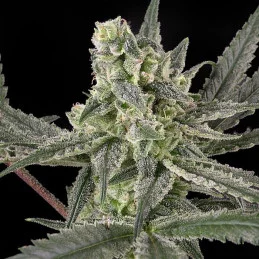 OLD SCHOOL - Ripper Seeds - Feminizovaná semena - WWW.SEEDS-BANK.CZ