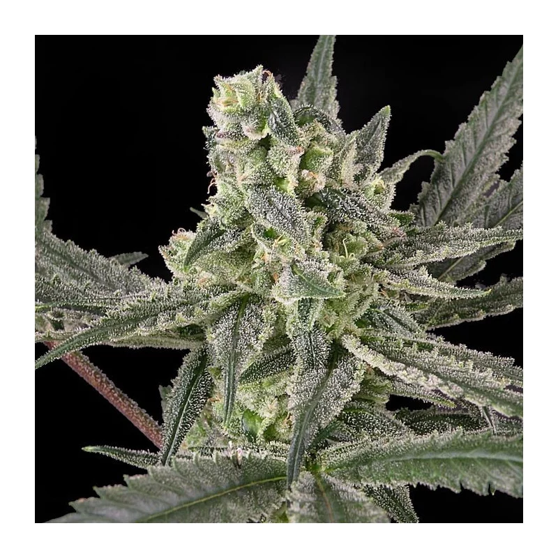OLD SCHOOL - Ripper Seeds - Feminizovaná semena - WWW.SEEDS-BANK.CZ