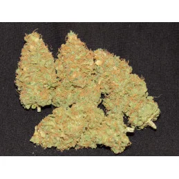 OLD SCHOOL - Ripper Seeds - Feminizovaná semena - WWW.SEEDS-BANK.CZ