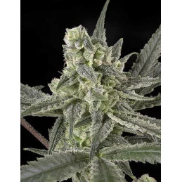OLD SCHOOL - Ripper Seeds - Feminizovaná semena - WWW.SEEDS-BANK.CZ