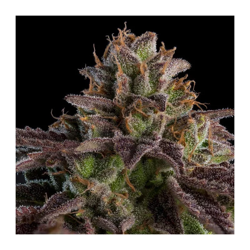 KmintZ - Ripper Seeds - Feminizovaná semena - květ