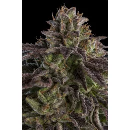 KmintZ - Ripper Seeds - Feminizovaná semena - palice