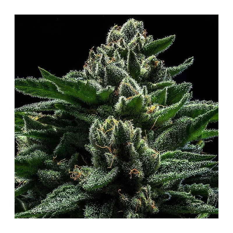 Do-G - Ripper Seeds - Feminizovaná semena - květ