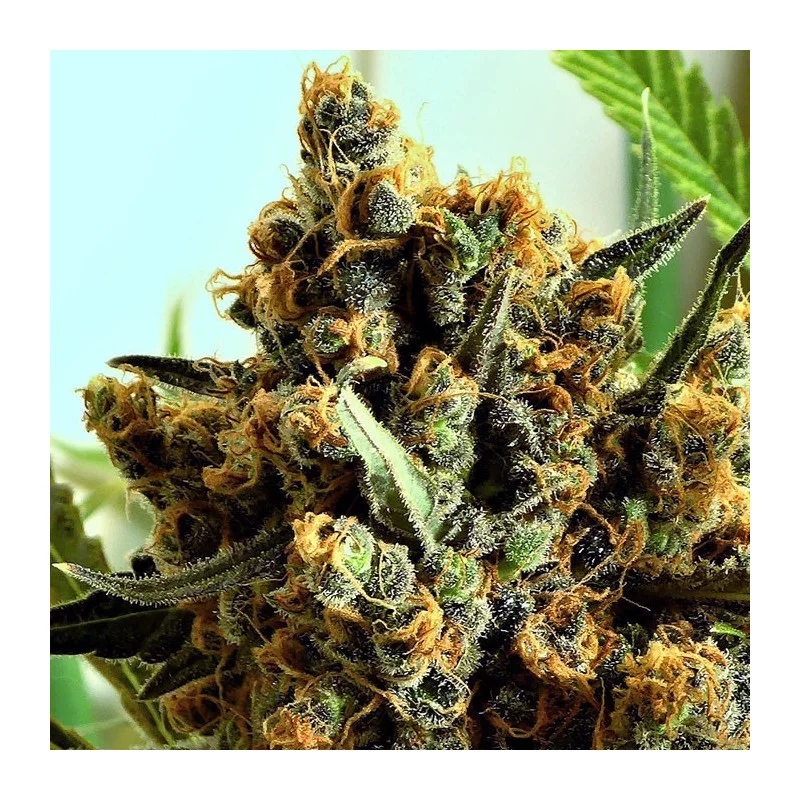 Criminal+ - Ripper Seeds - Feminizovaná semena - květ